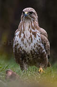 Common Buzzard