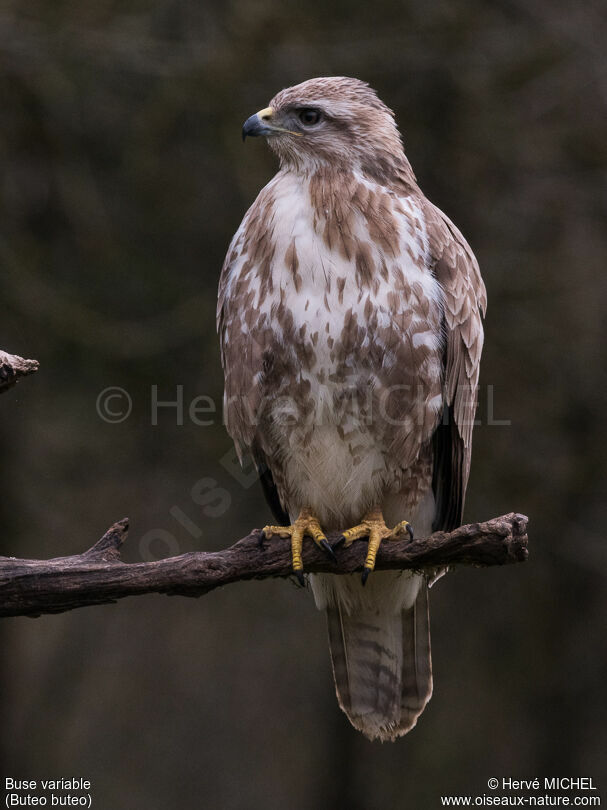 Buse variable