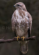 Common Buzzard