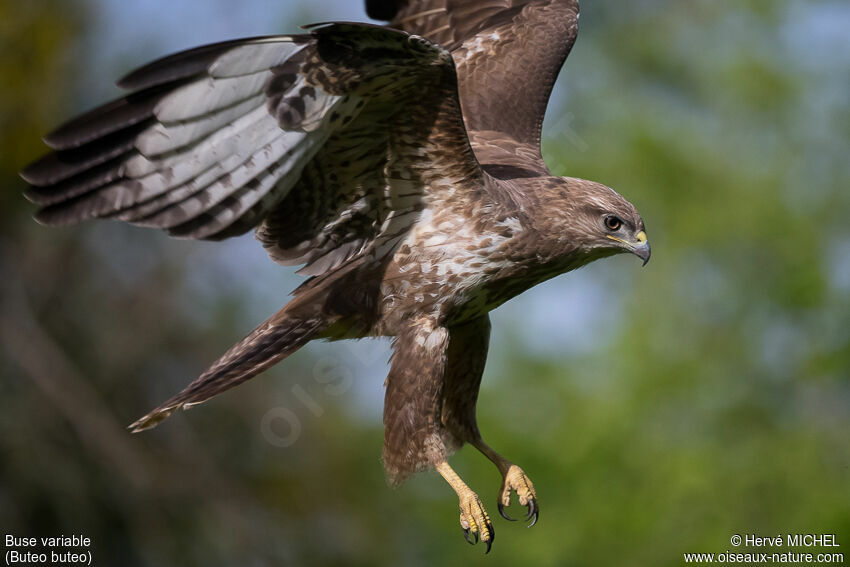 Buse variable