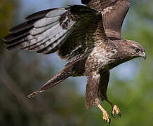 Common Buzzard