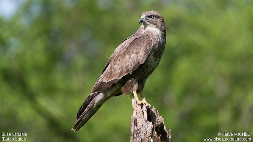 Common Buzzard