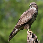 Common Buzzard