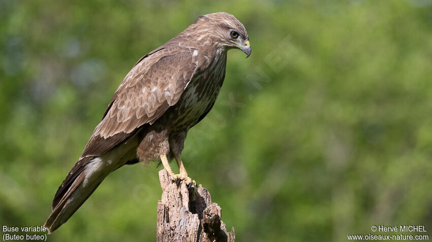 Common Buzzard