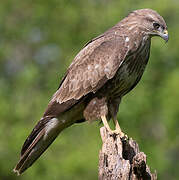 Common Buzzard