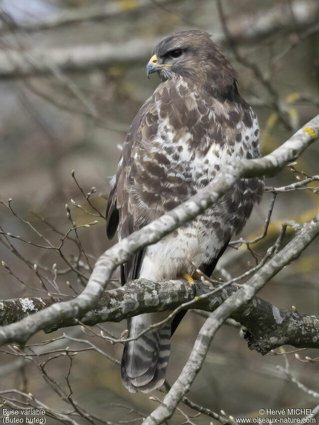 Buse variable