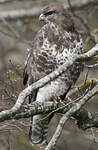 Buse variable