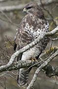 Common Buzzard