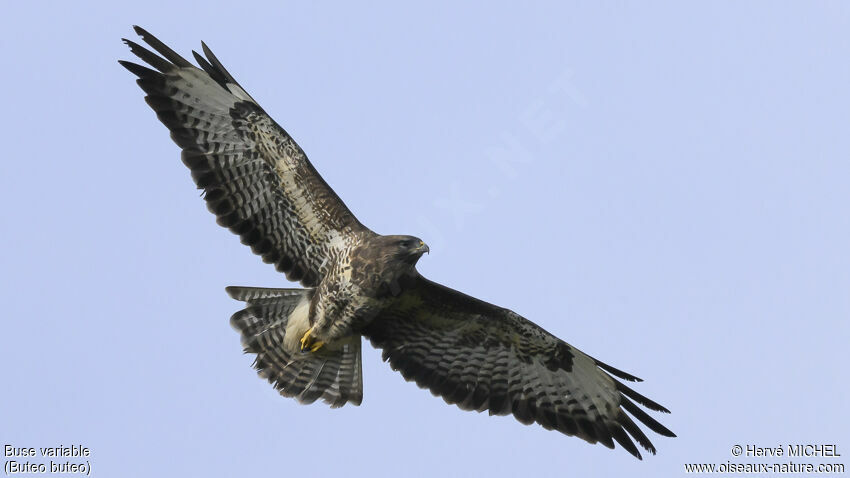 Common Buzzard