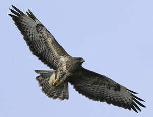 Buse variable