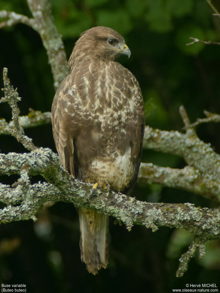 Common Buzzard