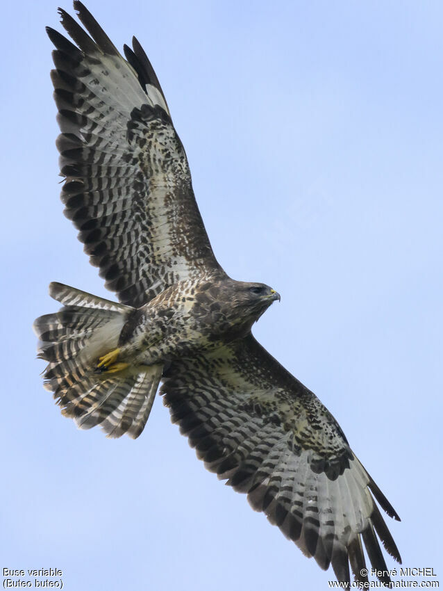 Common Buzzard