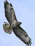 Buse variable