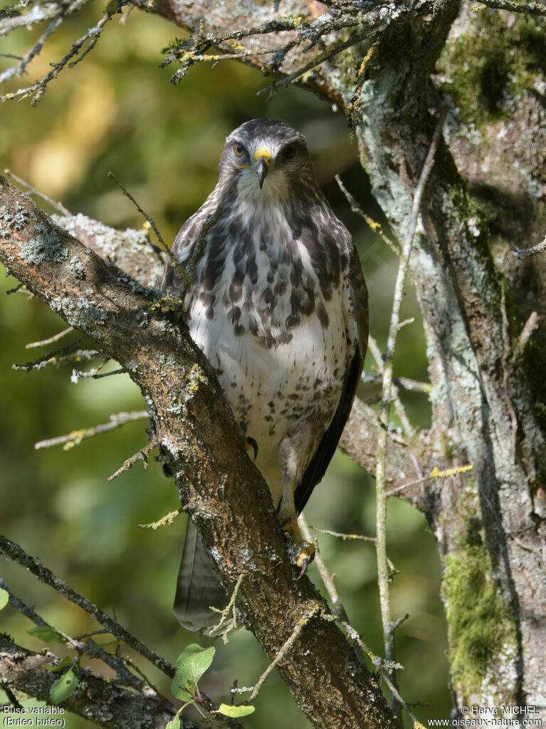 Common Buzzard