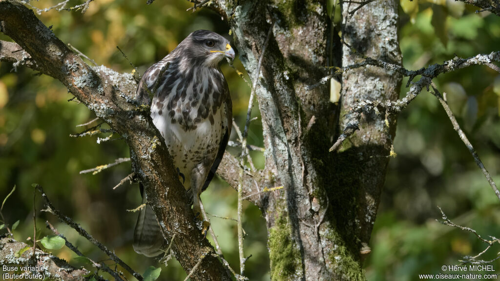 Common Buzzard
