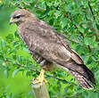 Buse variable