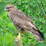 Buse variable
