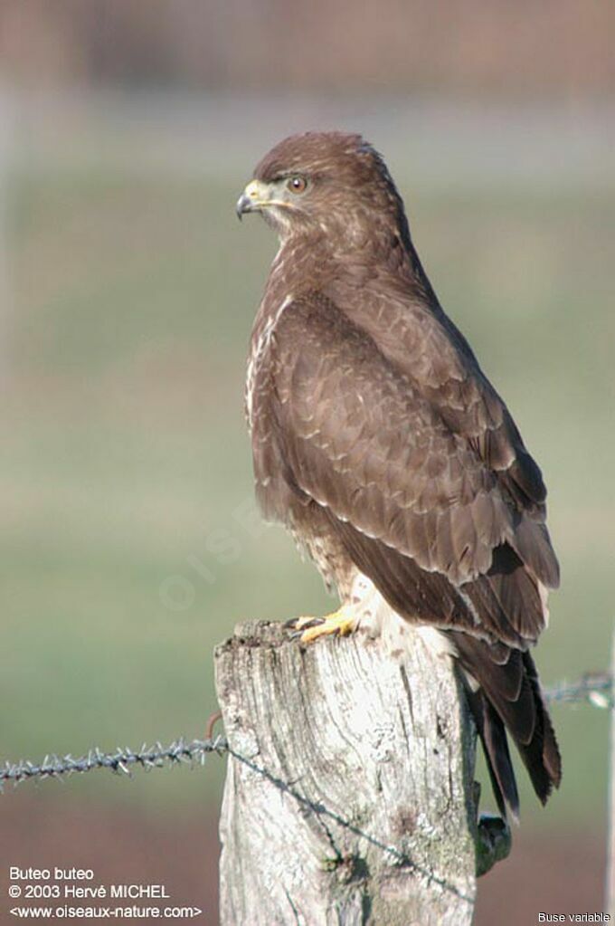 Common Buzzard