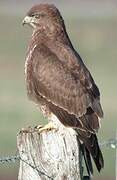 Common Buzzard