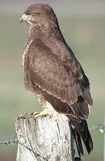 Buse variable