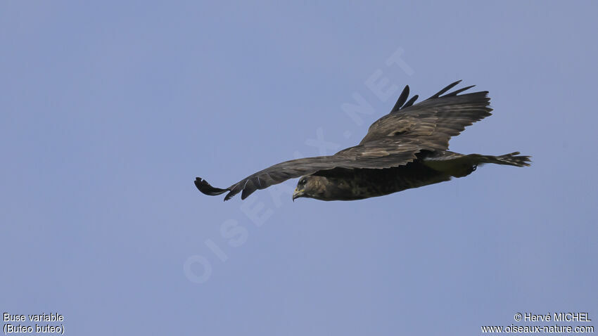 Common Buzzard