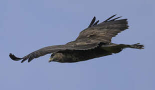 Buse variable