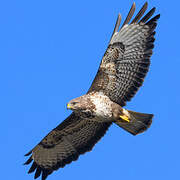 Common Buzzard