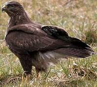 Common Buzzard