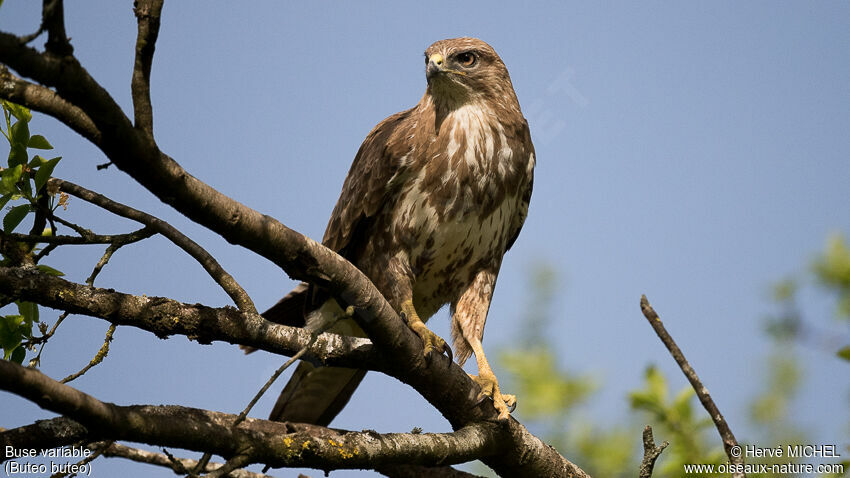 Buse variable