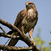 Common Buzzard