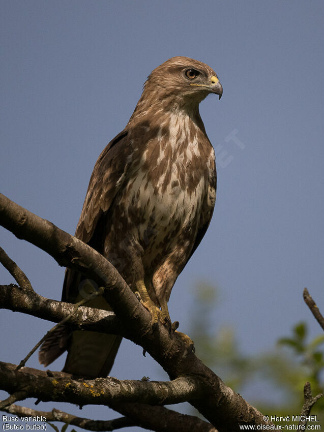 Buse variable