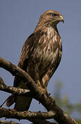 Common Buzzard