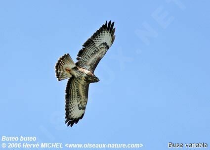 Common Buzzard