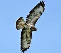 Common Buzzard