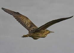 Eurasian Bittern