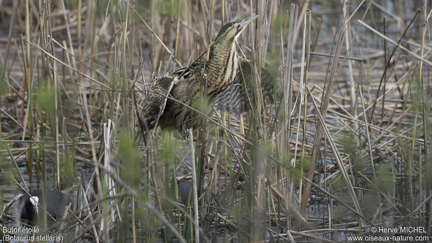 Eurasian Bitternadult