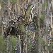 Eurasian Bittern