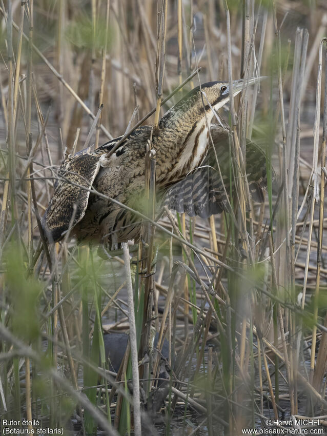 Eurasian Bitternadult