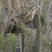 Eurasian Bittern