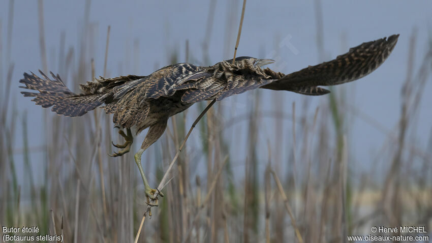 Eurasian Bittern