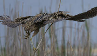 Eurasian Bittern