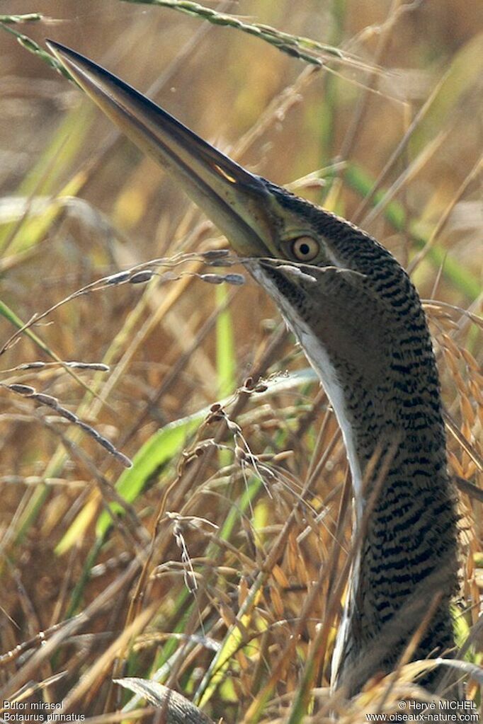 Pinnated Bittern