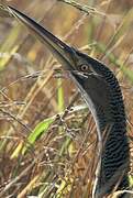 Pinnated Bittern