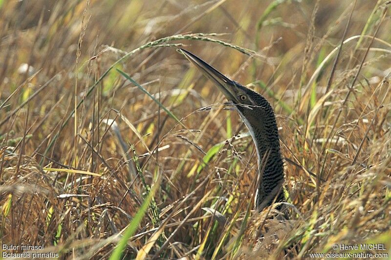 Pinnated Bittern