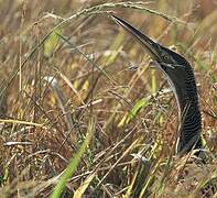 Pinnated Bittern