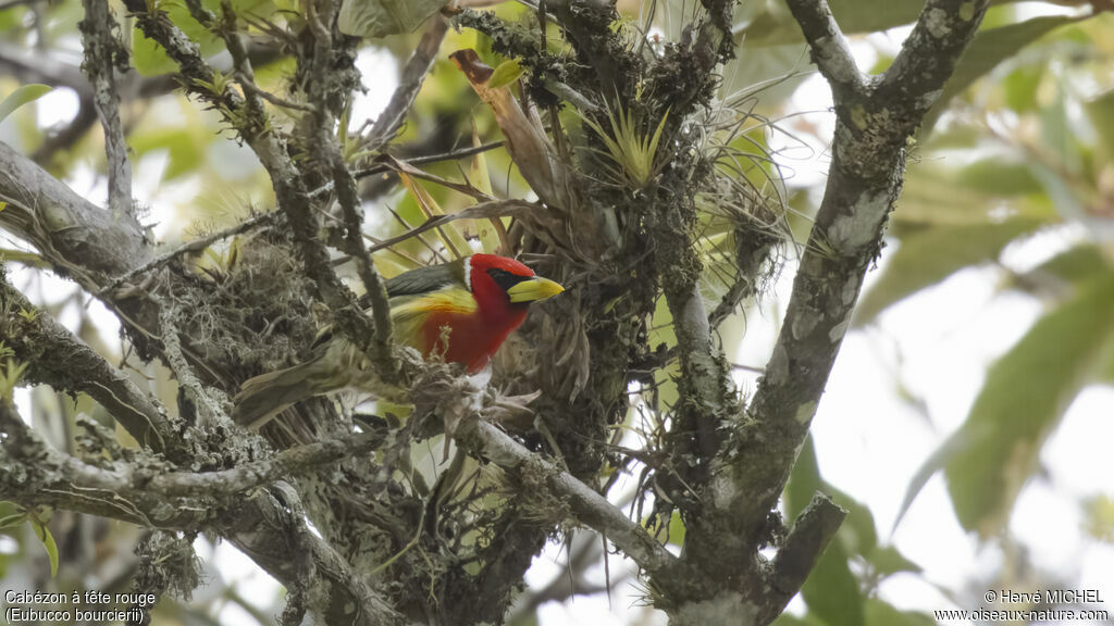 Cabézon à tête rouge, habitat