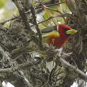 Red-headed Barbet