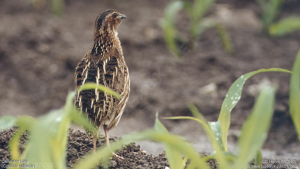 Common Quail