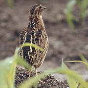 Common Quail