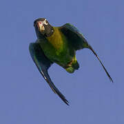 Brown-hooded Parrot